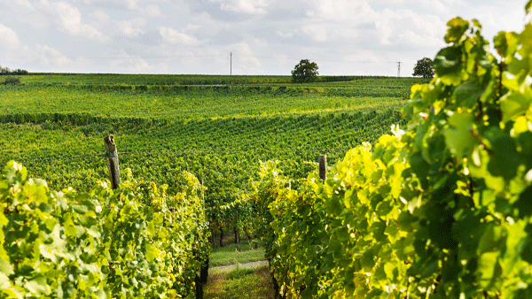 Rows of leafy green vines running to a flat vineyard under a partly cloudy sky