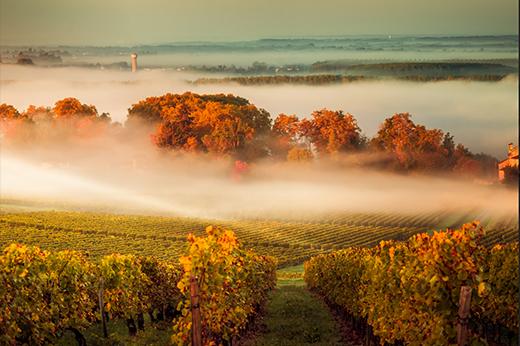 Autumn vineyard rows at sunrise with mist drifting over golden trees, Bordeaux