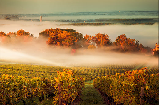 First Growth Bordeaux Explained by Online Wine Store