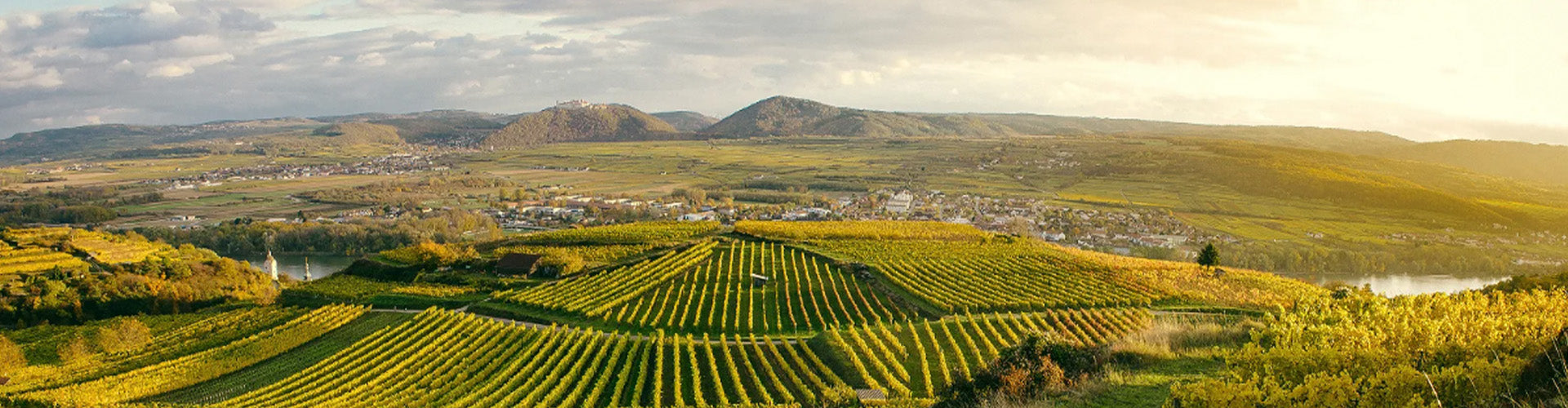 Terraced vineyards in Austria's Wachau valley above the Danube River