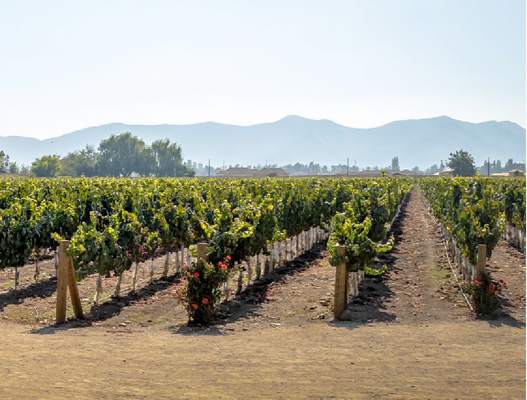 Rows of trellised vines with rose bushes at the row ends and mountains in the distance