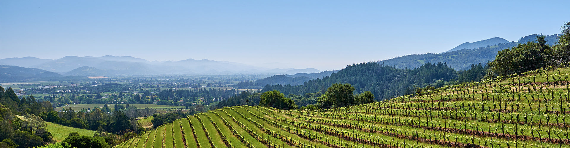 Napa Valley wine country, United States
