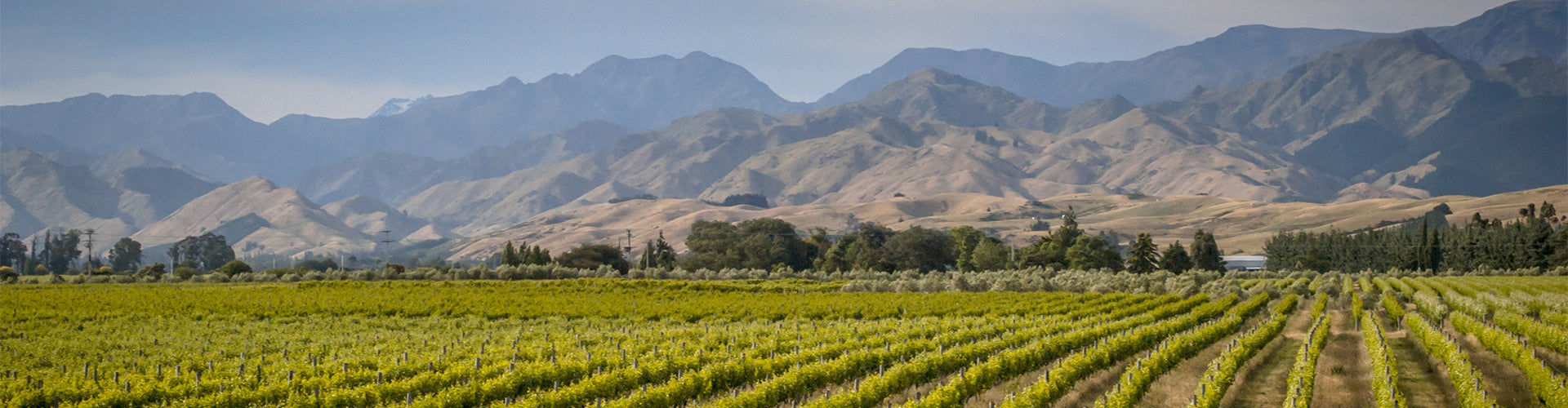 Vineyards of New Zealand wine country