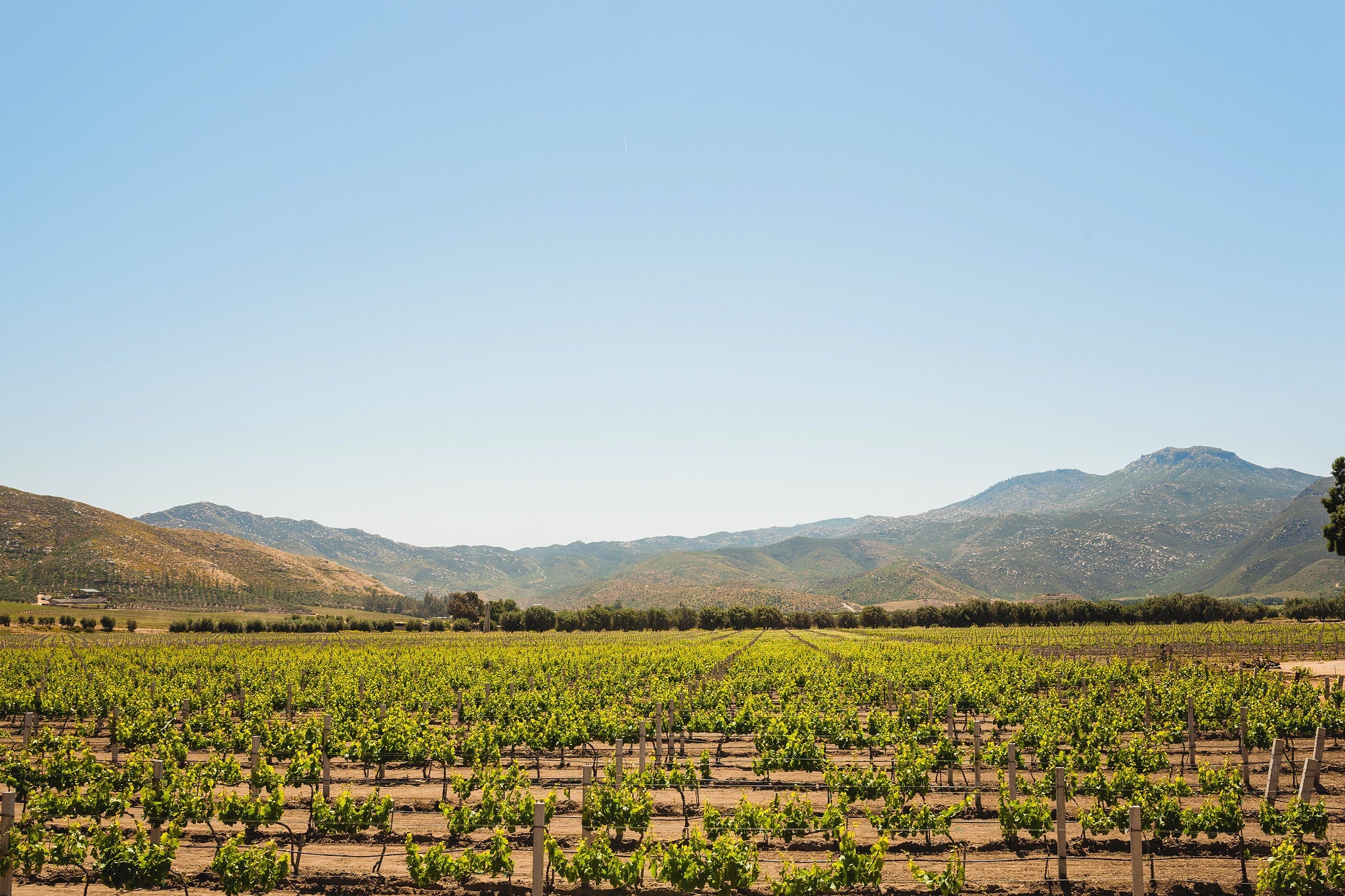 Baja California Travel Guide: Explore this Unique Mexican Wine Region