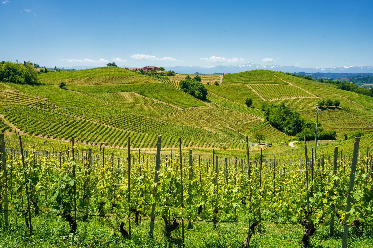 Barolo Brilliance: Unraveling the Mystique of Piedmont's Noble Nebbiolo