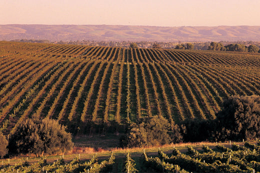 Rows of vines stretching across rolling hills at dusk in the Barossa Valley