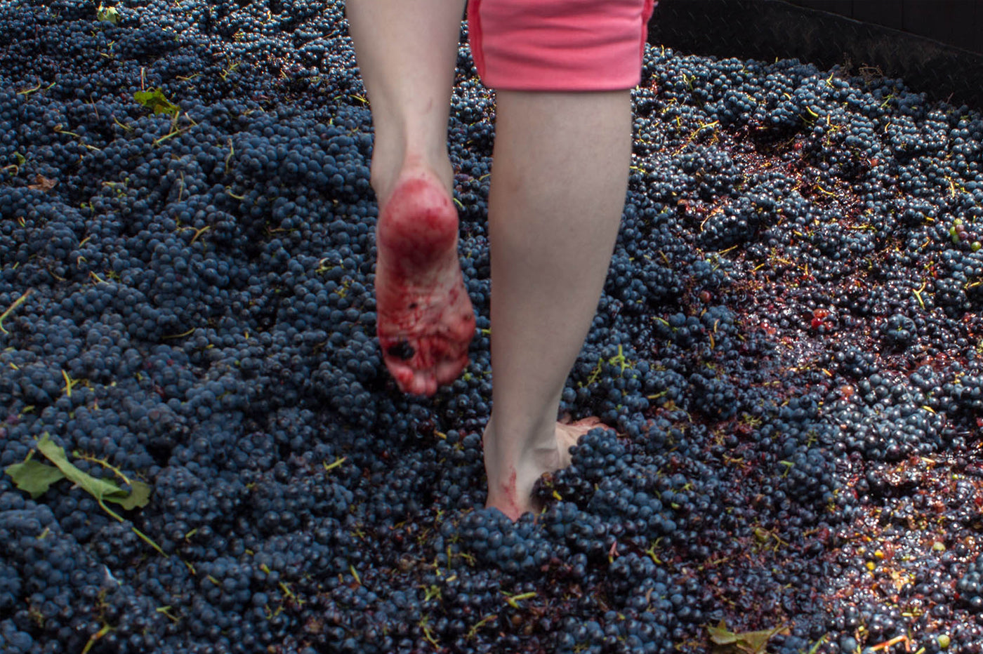 Are We Over Carbonic Maceration in Wine Yet