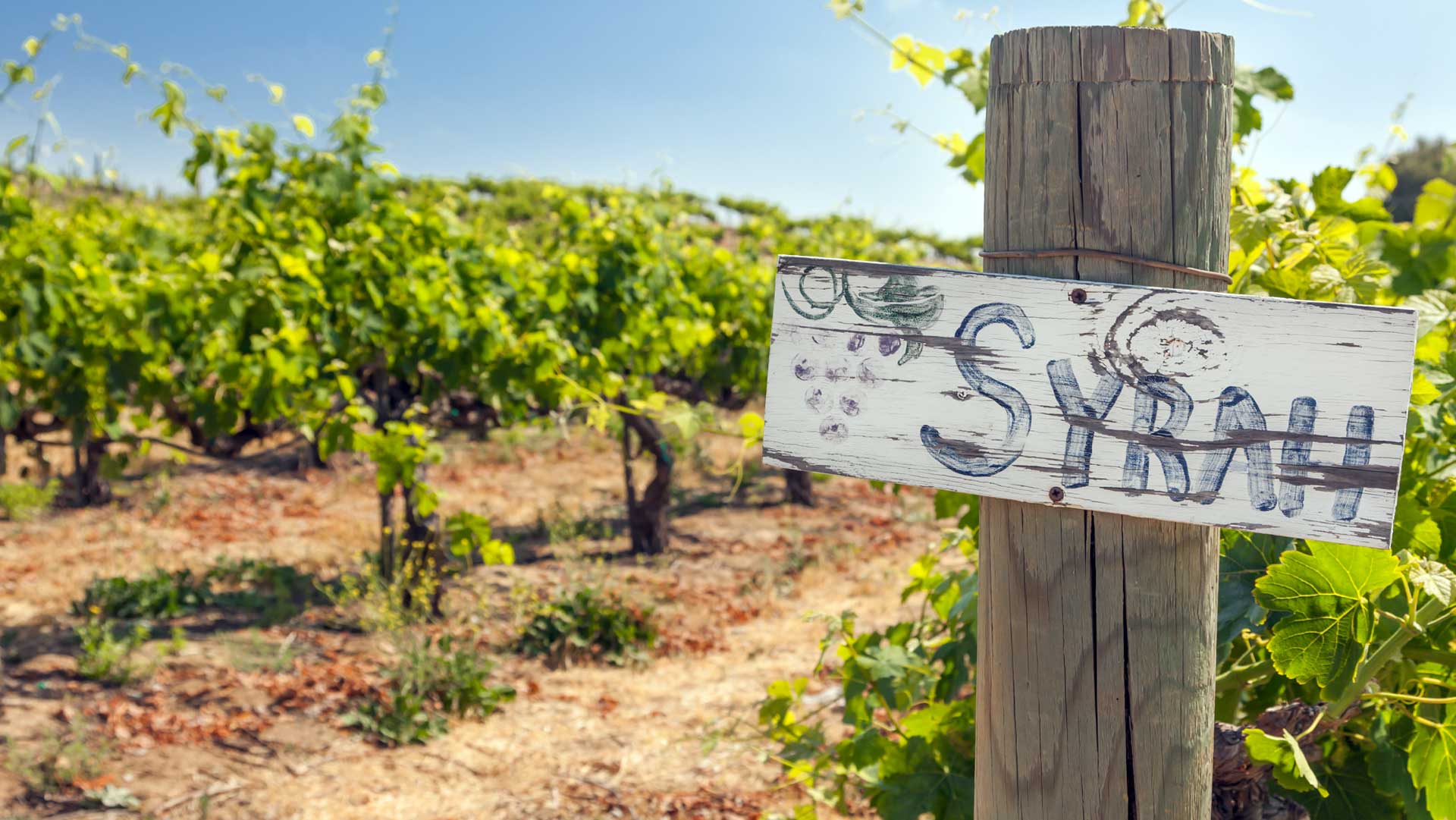 Celebrating International Syrah Day: A Guide to the World’s Boldest Red