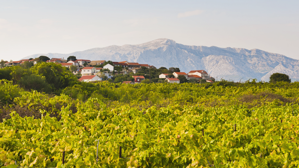 Wines of Croatia: A Taste of the Adriatic
