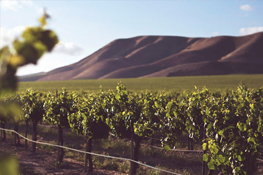 Rows of vines on a flat plain below bare brown hills, wire trellis in the foreground