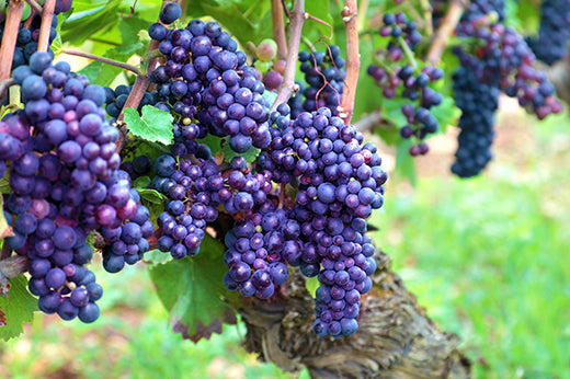 Clusters of ripe purple grapes hanging on the vine among green leaves