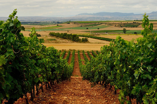 Vineyard rows on red soil above patchwork fields with distant hills, La Rioja