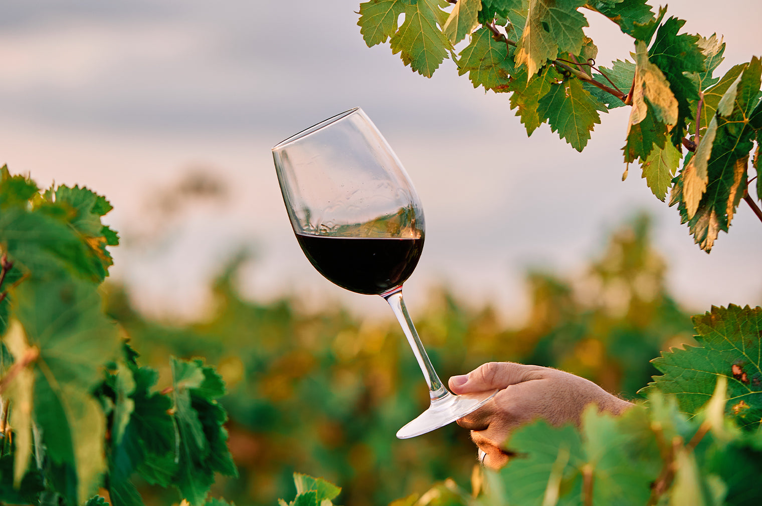 Organic, Biodynamic, and Natural Wine, A Guide by Big Hammer Wines, Wine Experts