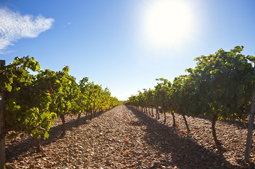 Rows of vines on stony soil under bright sun and a clear blue sky