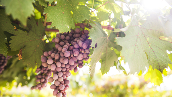 High-Altitude Wines: Wines Born Under Extreme Conditions