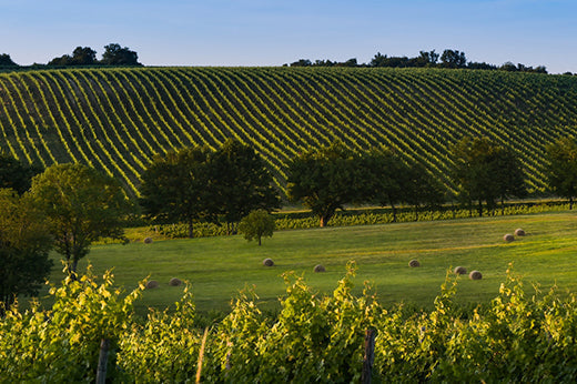 Rows of vines on a rolling hillside above a meadow dotted with round hay bales