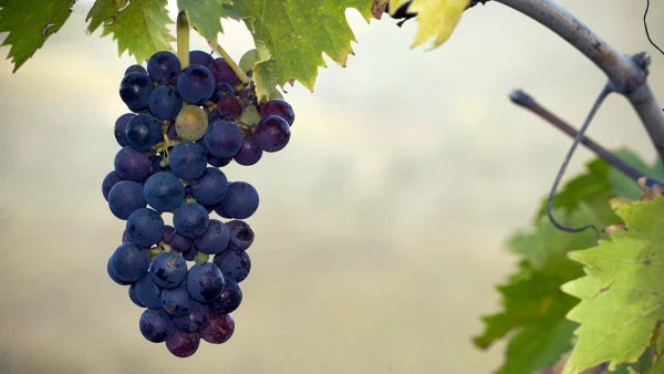 Bunch of dark purple grapes hanging from a vine with green leaves