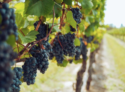 Old Vines, Bush Vines, Dry Farmed, Why Are Vineyard Management Terms on My Wine Bottle?