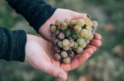 A Case for Organics, Why Buy Organic? Is it Worthwhile?