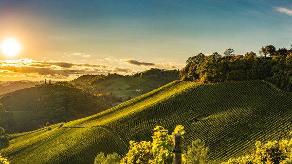 Slovenia: The Wine Region You Never Knew You Needed to Explore