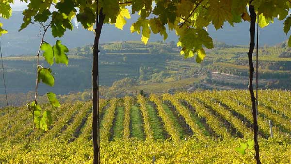 Rows of vines in a valley framed by golden vine leaves in autumn