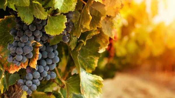 Unveiling the Secret Life of Vines: A Journey Through the Grape's Lifecycle