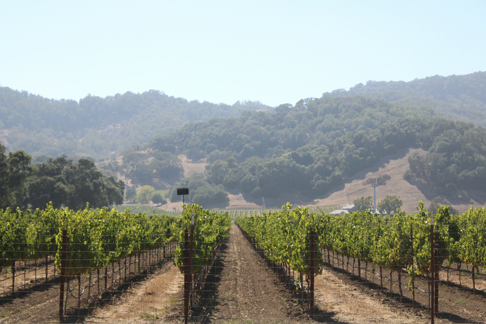 California Wine: The Fog Line, the Fault Lines, and the Golden State's Real Map