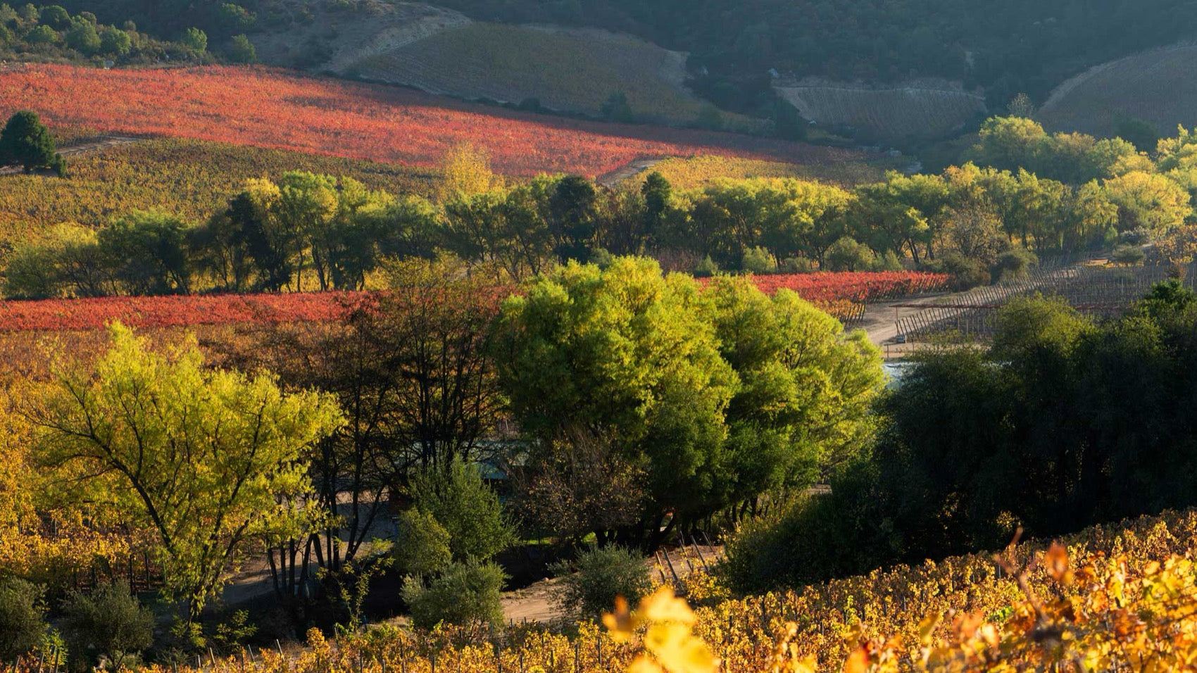 Autumn colour across the Apalta hillside vineyards of the Colchagua Valley, Chile