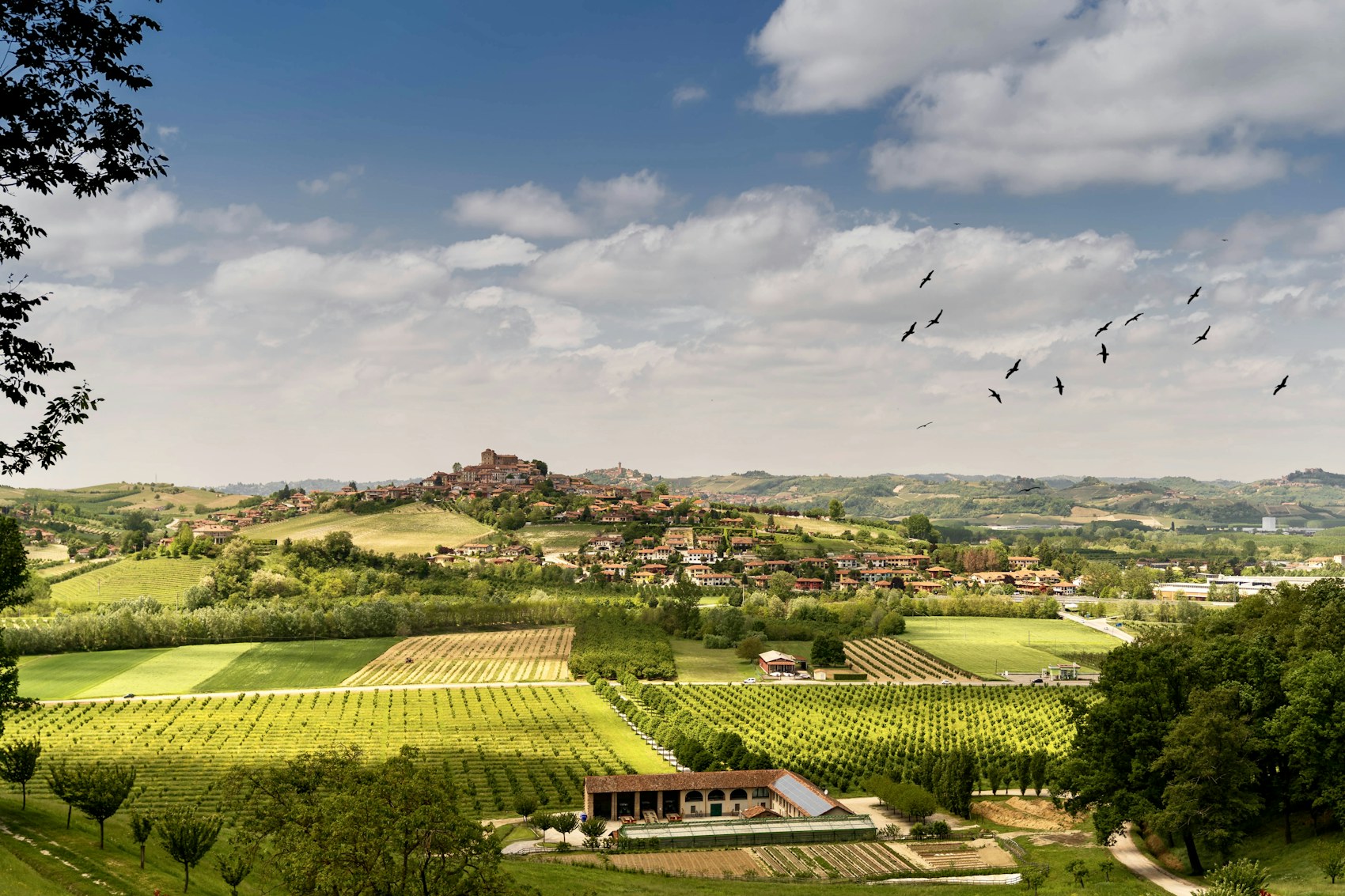 Italian Wine: Twenty Regions, 500 Grapes, One Table