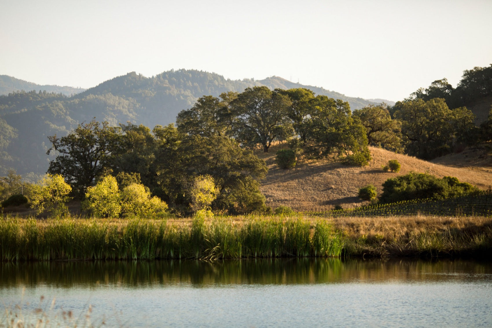Sonoma Wine: Where California Wine Was Born