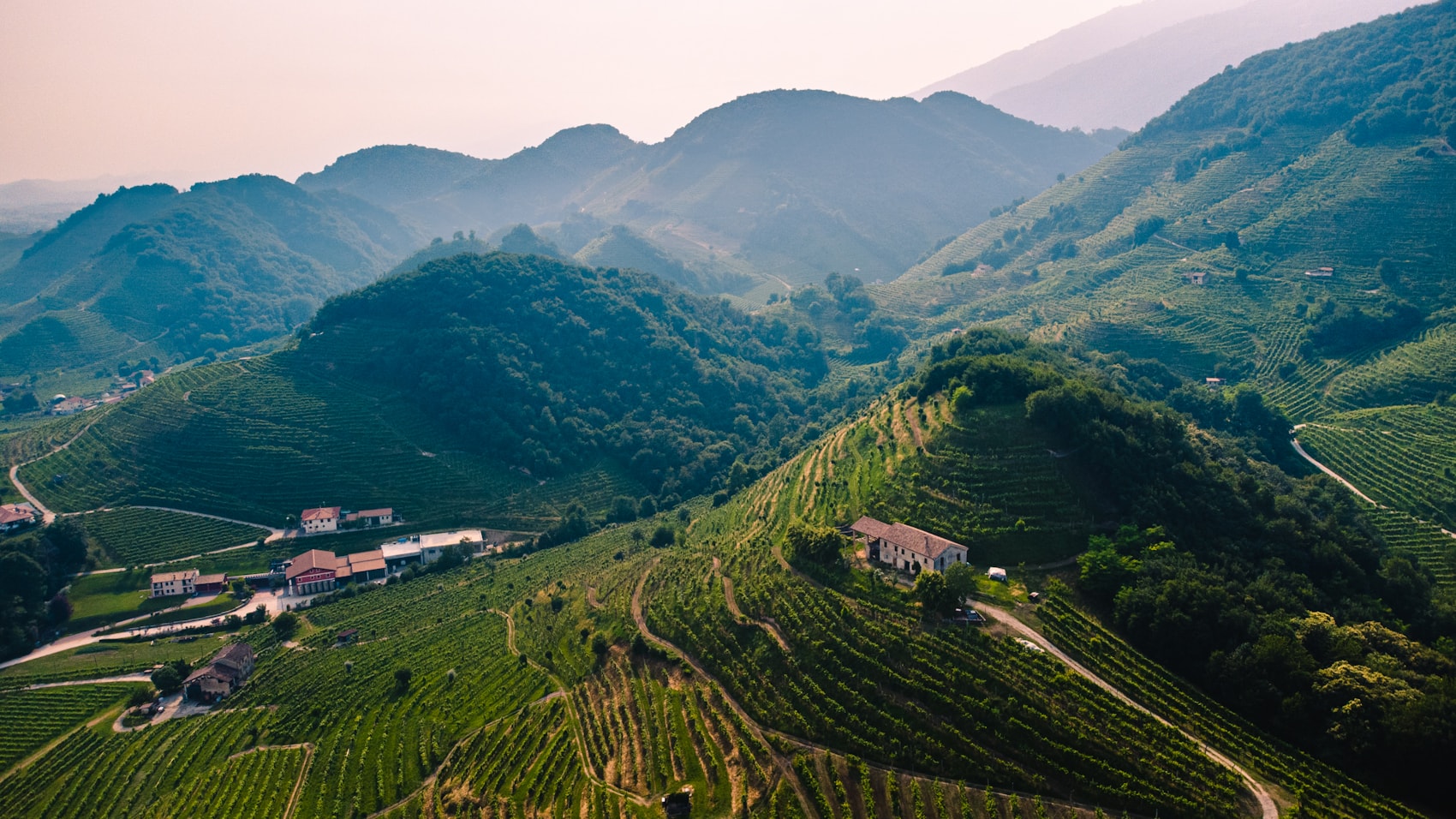 Veneto Wine: Amarone, Soave, Prosecco and the Art of the Dried Grape