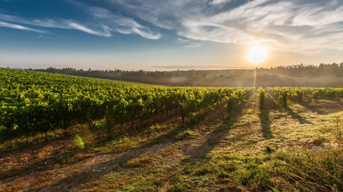 Vineyard rows at sunrise, low sun flaring over the vines and a grass track beside them