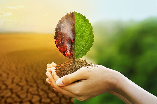 Hands holding soil with a sprouting leaf, one half scorched over cracked earth and the other green over a field