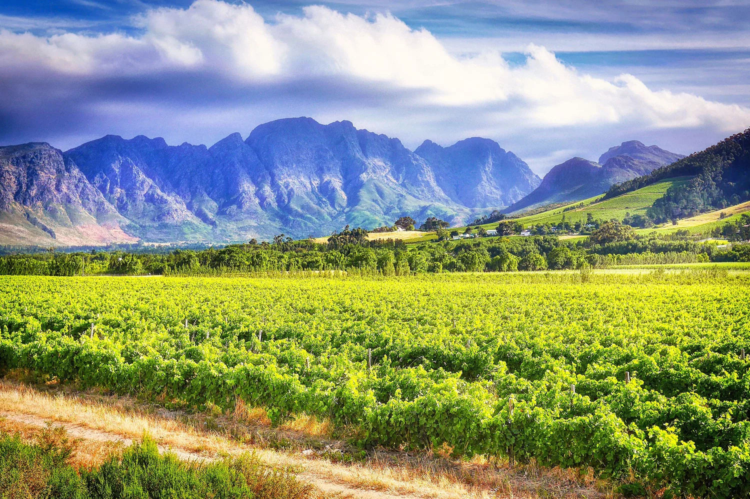 Exploring the Marvels of The South African Wine Regions