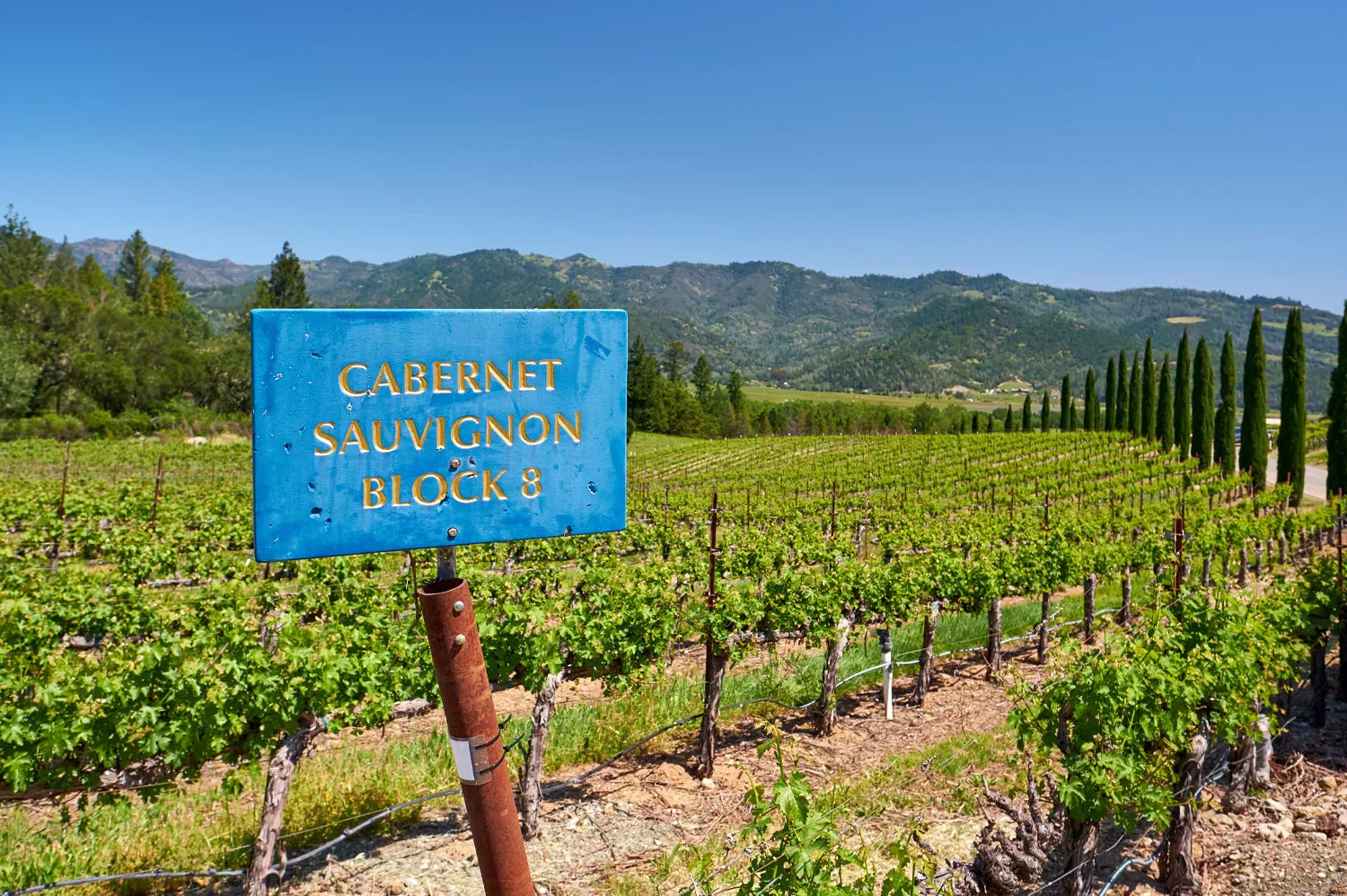 Napa Valley Cabernet Sauvignon: Oakville vs. Rutherford