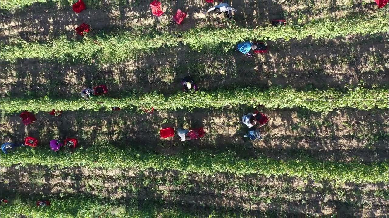 Harvest at Colle Nero by Terre Nere in Montalcino Tuscany