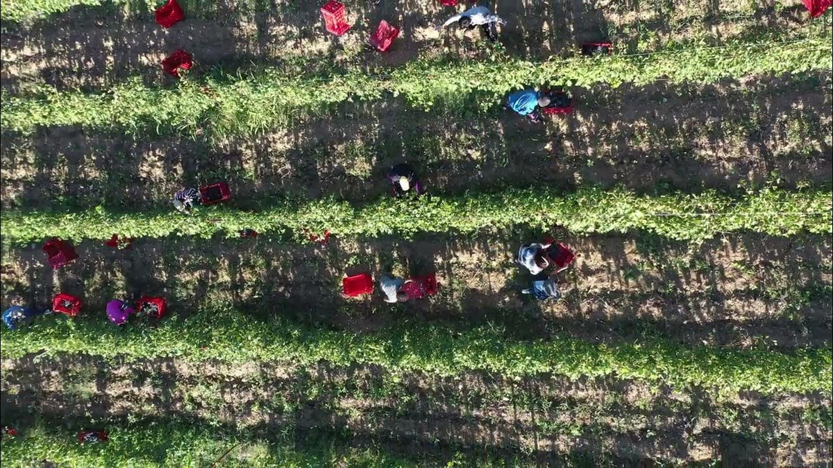 Overhead view of pickers working between green vineyard rows during harvest