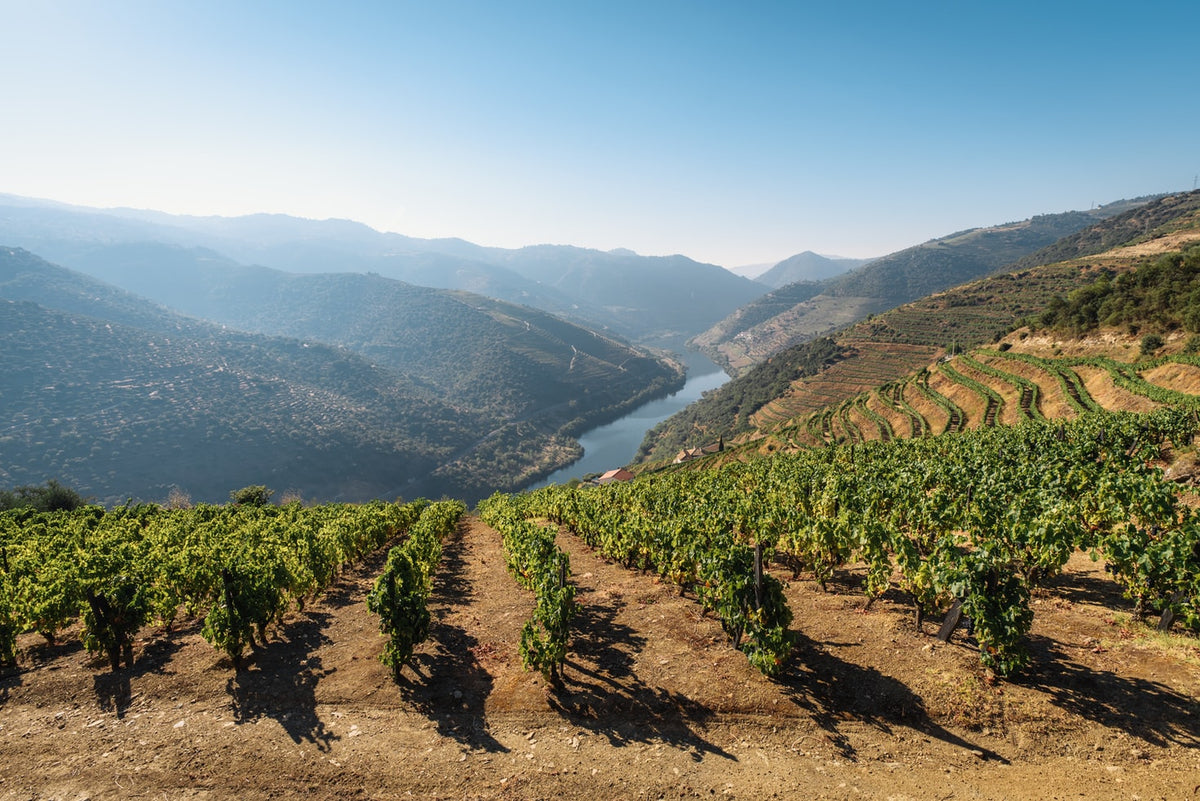 Terraced vineyards on steep hillsides above a river winding through a hazy valley