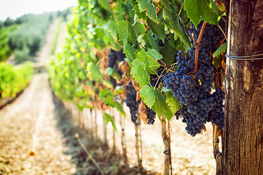 Clusters of ripe dark grapes hanging on the vine beside a sunlit vineyard row