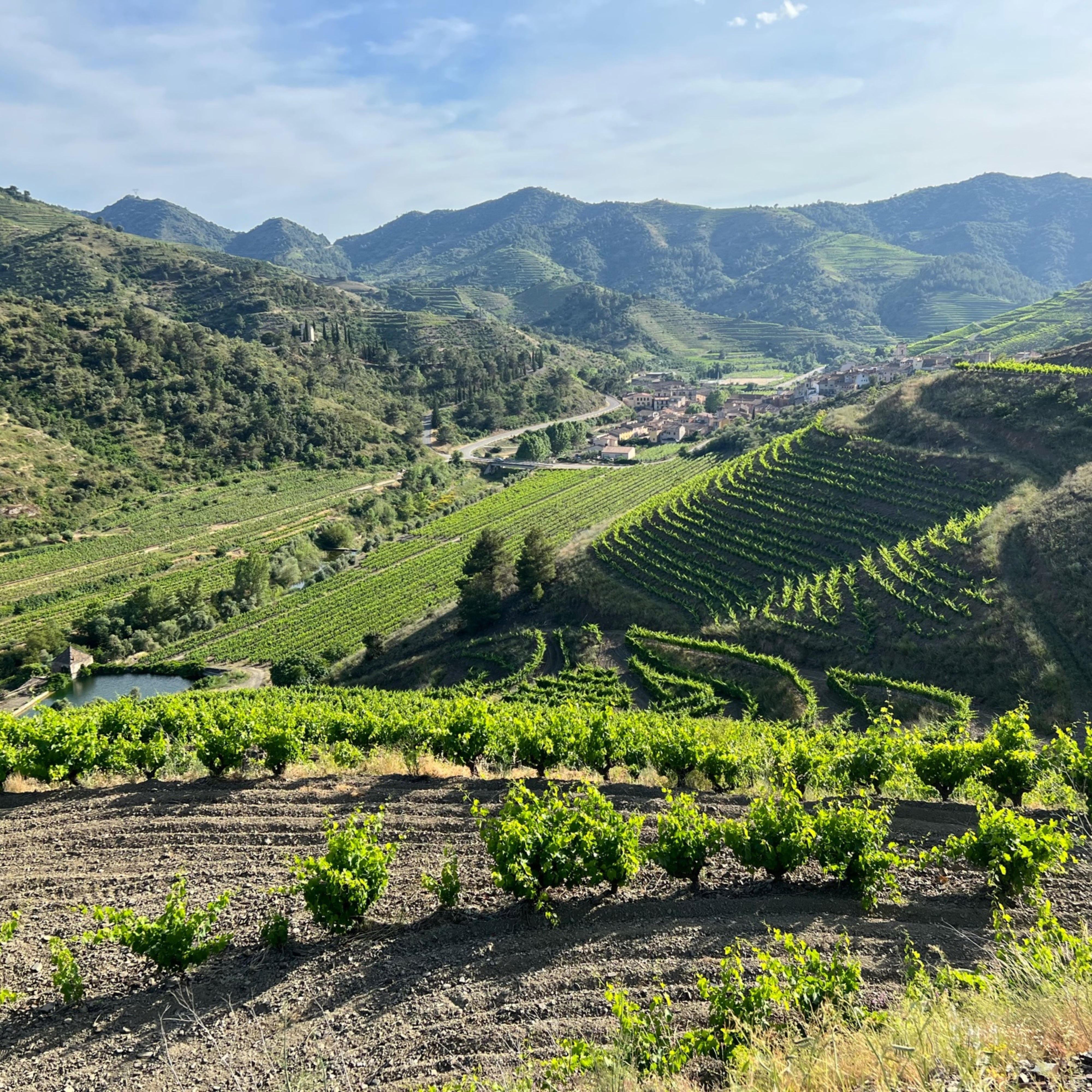 2023 Sangenis I Vaque Vall Por Priorat DOCa