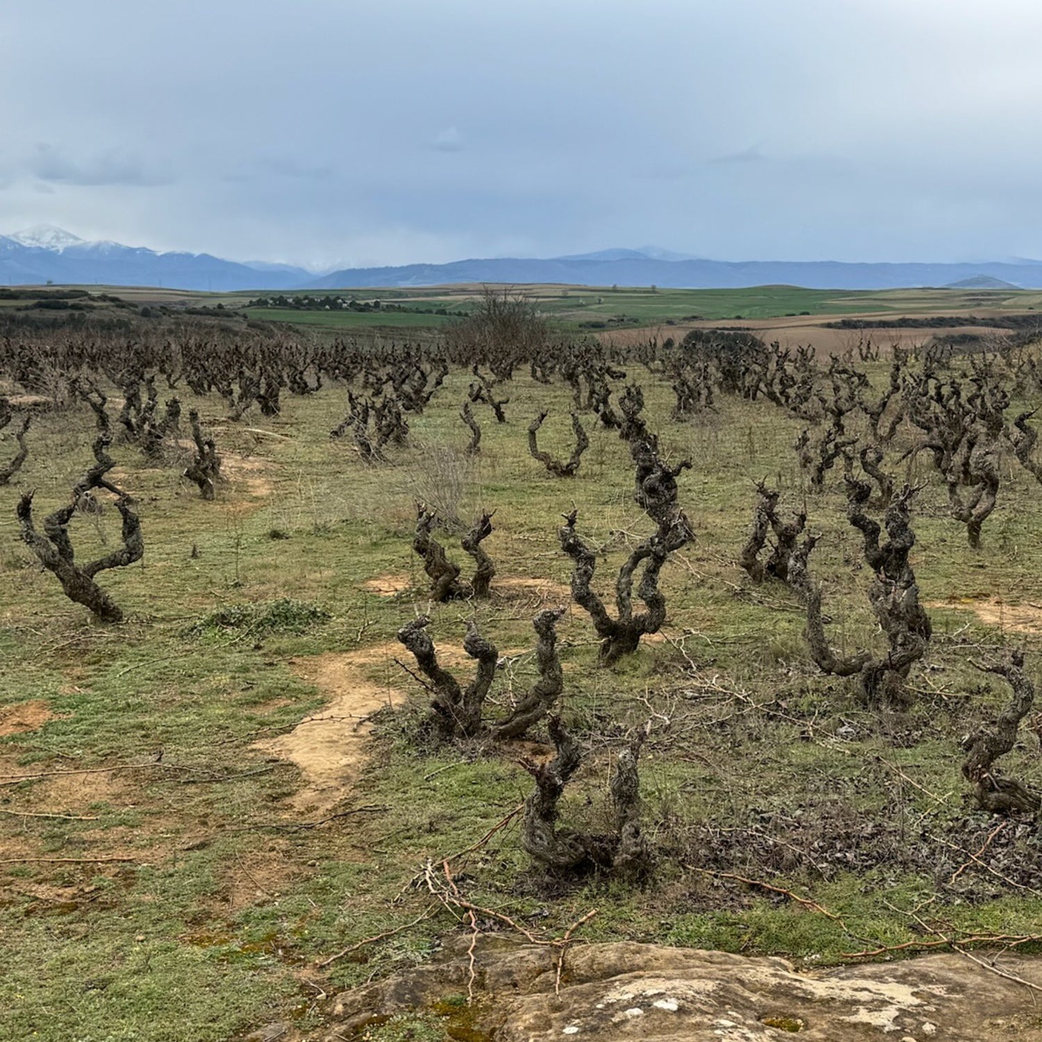 Old gnarled vines in the vineyards of Bodegas Taron, with a stunning view of the rolling hills and mountains in the background.