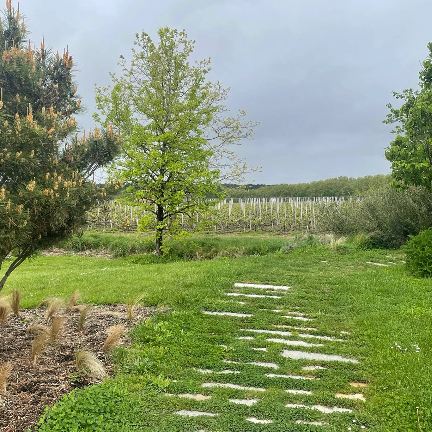 Scenic view at Château Haut-Bailly winery, with a stone path through lush garden and vineyard rows in the background, highlighting the winery’s beautiful terroir