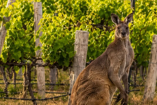 Australia wine