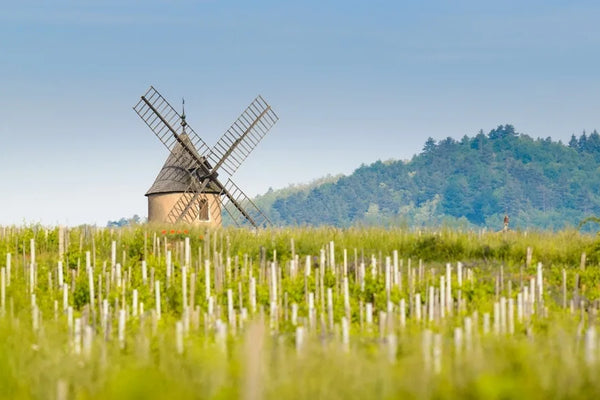 Beaujolais wine