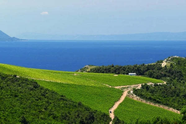 Croatia wine