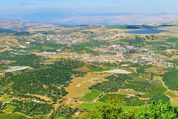 Israel wine