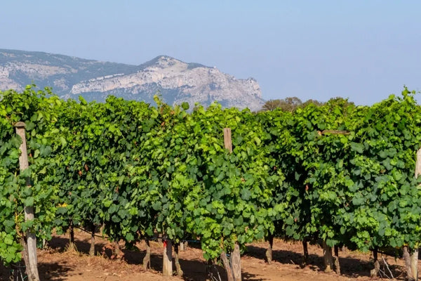 Lazio wine