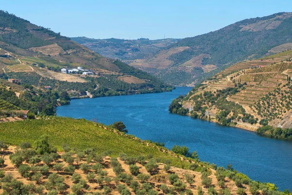 Portugal wine