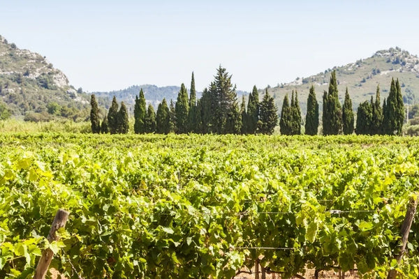 Provence wine