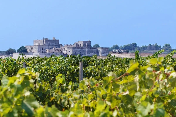 Puglia wine